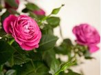 Gauting: Dieb stiehlt 2000 Euro aus Blumenladen
