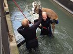 Augsburg: Verwirrter Rehbrock springt in Kanal