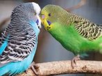 Warum Vögel sprechen lernen können