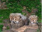 Nürnberger Tiergarten bekommt Nachwuchs