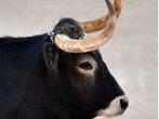 Flucht aus dem Schlachthof: Stier haut ab und rast über Gelände