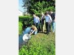 800 Bachforellen eingesetzt
