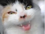Fast jede zweite Verletzung durch Katzen verursacht Infektionen