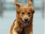 Suche nach brutalem Hundehasser