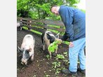 Rathauschef beim Schweinefüttern