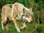 Wolf bricht aus Tierpark im Bayerischen Wald aus