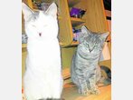 Katzen im alten Haus "vergessen"
