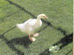 Der Star aus dem Osterei: Gans Lilly heute
