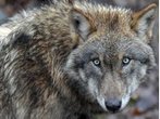 Wolf auf der Flucht: Tier entkommt aus Tierpark in der Oberpfalz