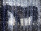 Krankes Pferd zu spät eingeschläfert - Verfahren eingestellt