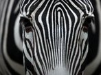 Zebra auf dem Rücksitz - Betrunkener festgenommen