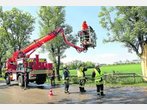 Blitz spaltet Baum