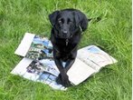 Reiseübelkeit und Chip im Ohr: Mit dem Hund in den Urlaub