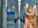 S-Bahn-Streuner Egon fährt von Haching nach München