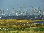 Vogelkundliche Führungen im Sylter Watt