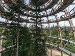Wie im Adlerhorst: Baumwipfelpfad endet in luftiger Höhe
