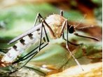 Dengue-Virus breitet sich immer stärker aus - Mückenschutz nötig