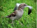 Betrogene Sperlings-Männchen singen lauter
