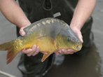 Oberpfälzer Wald: Im Land der 1000 Teiche - Karpfensaison im Oberpfälzer Wald