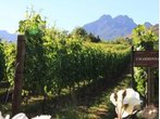 Winzertour in den Wine Lands bei Kapstadt