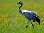 Kraniche beobachten in Mecklenburg-Vorpommern