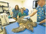 Das einzige Schildkrötenkrankenhaus der Welt steht in Florida