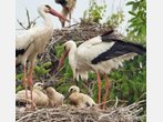 Volkszählung der Vögel