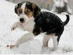 Tiersprechstunde: Wenn Hunde niesen