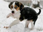 Tiersprechstunde: Wenn Hunde niesen