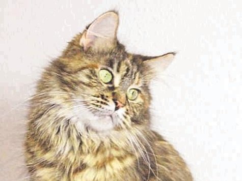 Gilt als extrem verschmust: die Maine-Coon. foto: archiv