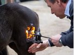 Tierschutz-Reform: Umstrittenes Gesetz passiert Bundestag - Brandzeichen bleiben erlaubt