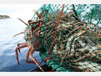 Delikate Monster - Auf Königskrabbensafari in Nordnorwegen
