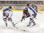 Black Bears in Jagdlaune