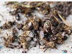 Stoppt das Bienensterben!