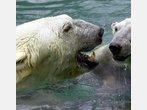 Streit um Jagd auf den Arktis-König: Eisbären sollen besser geschützt werden
