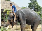 Zu Besuch im größten Elefantendorf Thailands