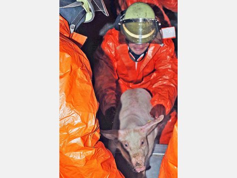 Ein Schweinelaster ist auf der A 99 bei Vaterstetten verungl&uuml;ckt. Zahlreiche Tiere mussten geschlachtet werden