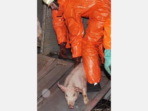 Ein Schweinelaster ist auf der A 99 bei Vaterstetten verungl&uuml;ckt. Zahlreiche Tiere mussten geschlachtet werden