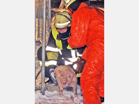 Ein Schweinelaster ist auf der A 99 bei Vaterstetten verungl&uuml;ckt. Zahlreiche Tiere mussten geschlachtet werden