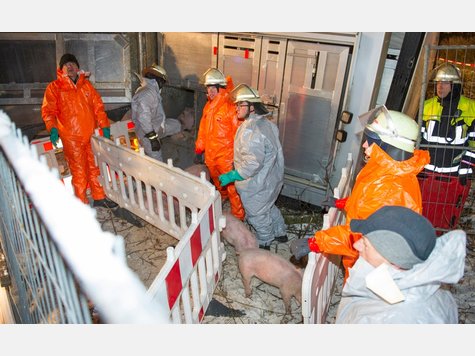 Schweinelaster Unfall Vaterstetten