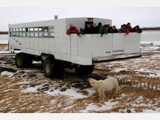 Churchill an der Hudson Bay ist die Hauptstadt der Eisb&auml;ren