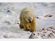 Churchill an der Hudson Bay ist die Hauptstadt der Eisb&auml;ren