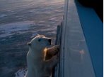 Churchill an der Hudson Bay ist die Hauptstadt der weißen Riesen