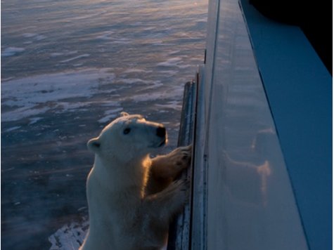 Churchill an der Hudson Bay ist die Hauptstadt der Eisb&auml;ren