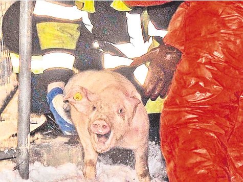 Ein „Autobahn-Schwein“ kurz vor seinem Tod. tg Ein „Autobahn-Schwein“ kurz vor seinem Tod. tg
