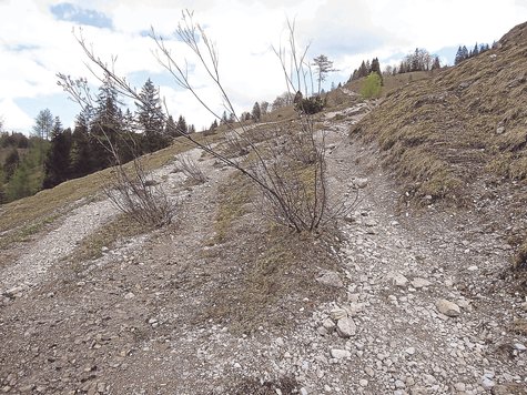 Überwuchert und unterspült: Schlecht begehbare Wanderwege wie diesen zur Königsalm bei Kreuth gibt es im Landkreis zuhauf. Das soll sich jetzt ändern. Foto: kn Überwuchert und unterspült: Schlecht begehbare Wanderwege wie diesen zur Königsalm bei Kreuth gibt es im Landkreis zuhauf. Das soll sich jetzt ändern. Foto: kn