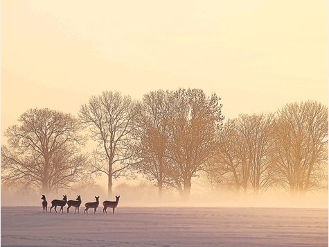 Der Reh-Bestand wird sich dezimieren, wenn die S-Bahn-Trasse wie geplant gebaut wird: Das ist die Befürchtung von Jägern und Jagdgrundbesitzern aus Gelting und Geretsried. Foto: Fotolia Der Reh-Bestand wird sich dezimieren, wenn die S-Bahn-Trasse wie geplant gebaut wird: Das ist die Befürchtung von Jägern und Jagdgrundbesitzern aus Gelting und Geretsried. Foto: Fotolia