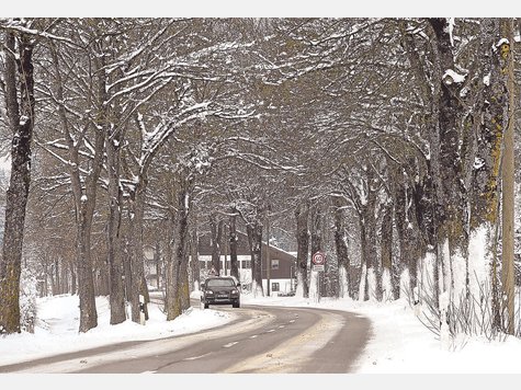 Noch ein Sommer wartet auf die Allee an der MB 4. Weil Fällarbeiten heuer nicht mehr möglich sind, ist der Ausbau des Teilabschnitts verschoben. Foto: Thomas Plettenberg Noch ein Sommer wartet auf die Allee an der MB 4. Weil Fällarbeiten heuer nicht mehr möglich sind, ist der Ausbau des Teilabschnitts verschoben. Foto: Thomas Plettenberg