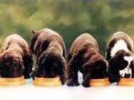 Diese Nahrungsmittel sind für Haustiere wie Hunde oder Katzen giftig und tödlich