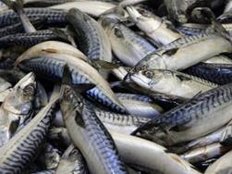 Greenpeace-Ratgeber zu Speisefischen: Makrele verzichten, Karpfen genießen